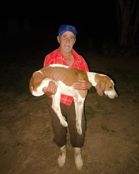 Cachorro é resgatado de fenda estreita de pedra pelo Corpo de Bombeiros, em Eugenópolis
